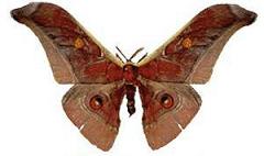 Muga Silk Moth